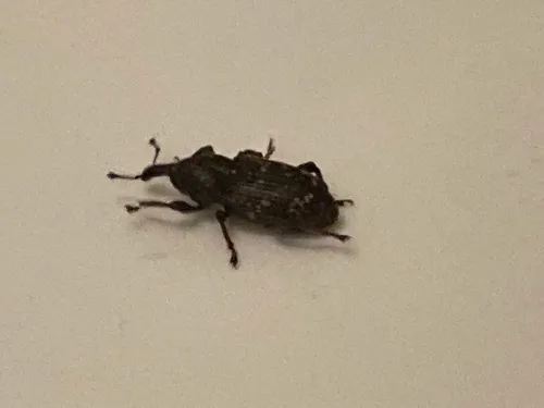 Pales Weevil