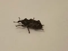 Pales Weevil thumbnail 1