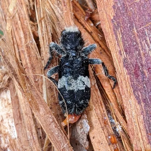 Red-bellied Clerid