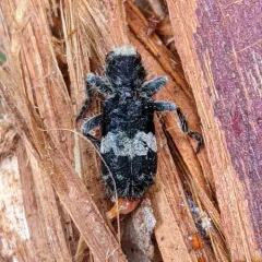 Red-bellied Clerid thumbnail 1
