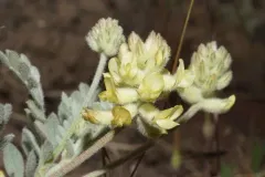Tygh Valley Milkvetch thumbnail 4