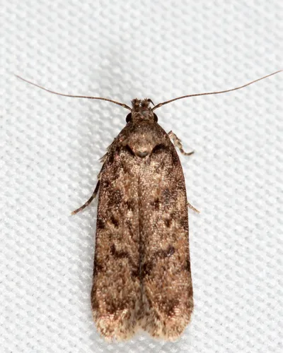 Chionodes baro