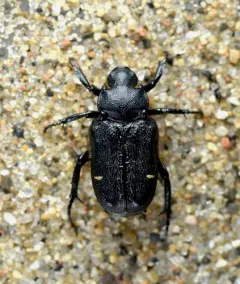 Cremastocheilus canaliculatus thumbnail 3