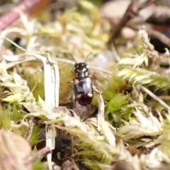 Garden Bembidion Beetle thumbnail 4
