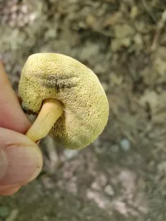 Boletus harrisonii thumbnail 2