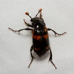 Say's Burying Beetle thumbnail 4