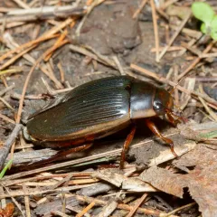 Understriped Diving Beetle thumbnail 3