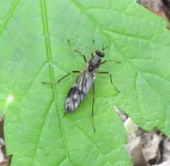 Xylophagus gracilis thumbnail 2
