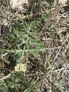 Oriental Desert-parsley thumbnail 2
