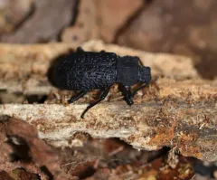 Cloudy Darkling Beetle thumbnail 2