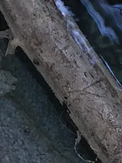 Tadpole Physa thumbnail 1