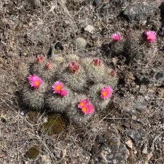 Columbia Plateau Cactus thumbnail 3