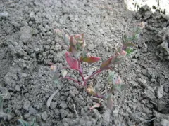 Suckley's Saltbush thumbnail 4