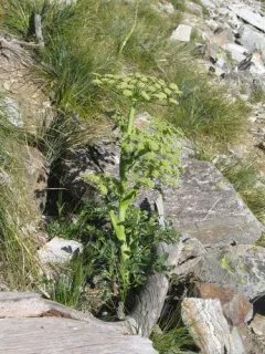 Rose Angelica thumbnail 3