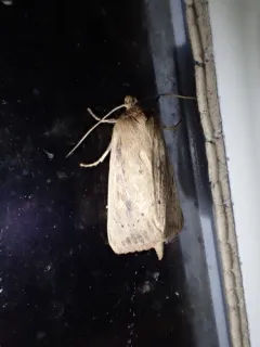 Yellow Sedge Borer Moth thumbnail 2