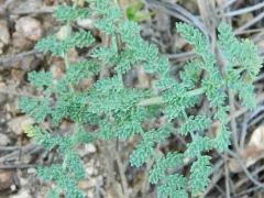 Waxy Springparsley thumbnail 4