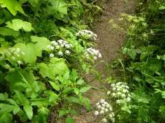 northern licorice-root thumbnail 2