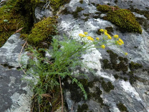 Brunsfeld's Desertparsley