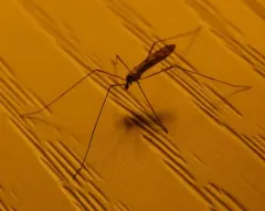 Ormosia romanovichiana thumbnail 1