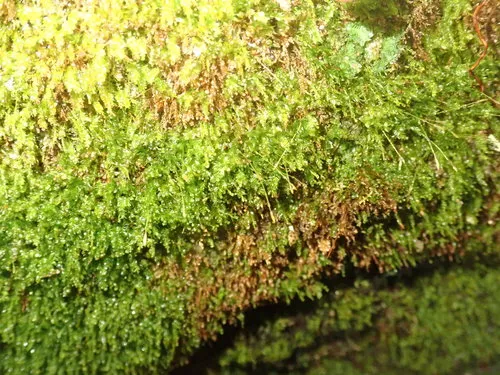Geniculate Four-tooth Moss