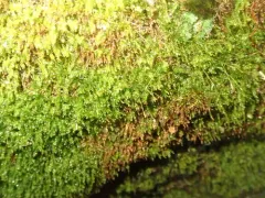 Geniculate Four-tooth Moss thumbnail 1
