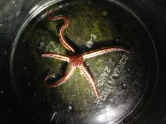 Daisy Brittle Star thumbnail 3