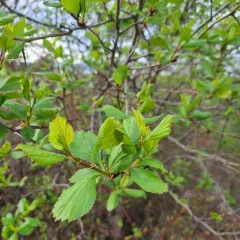 Black Hawthorn thumbnail 2