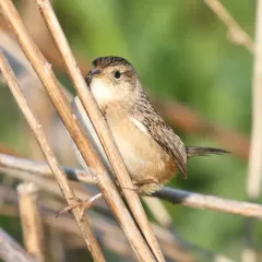Sedge Wren thumbnail 2