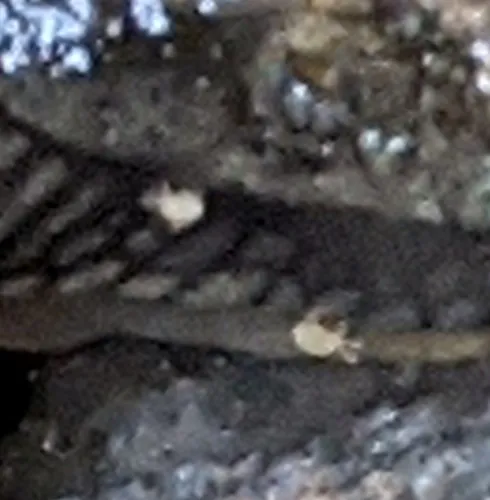 White Slug Mite