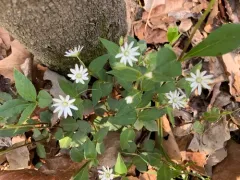 star chickweed thumbnail 3