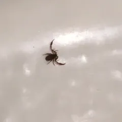 House Pseudoscorpion thumbnail 3