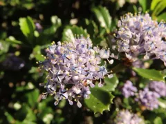 Point Reyes Ceanothus thumbnail 2