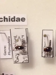 Phymaphora pulchella thumbnail 4