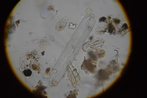 Pinnularia gigas
