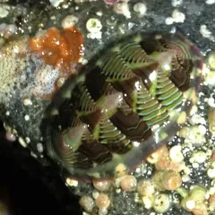 Lined Chiton thumbnail 2
