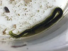 Eulalia quadrioculata thumbnail 4