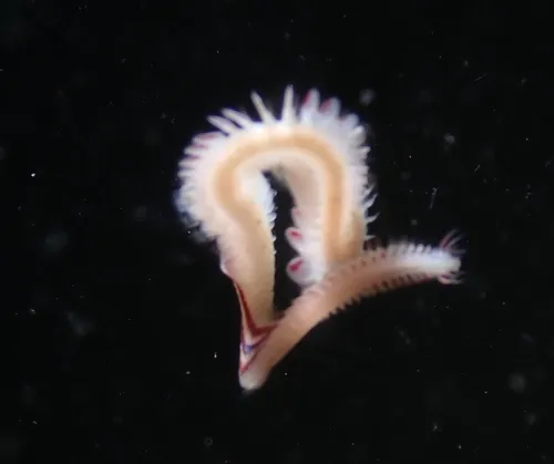 Paranaitis polynoides