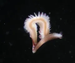 Paranaitis polynoides thumbnail 1
