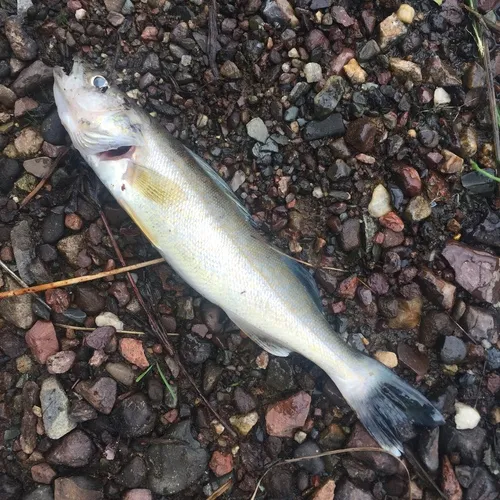 Walleye