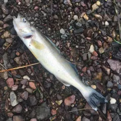 Walleye thumbnail 1