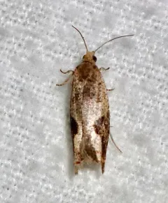 Virginia Pseudexentera Moth thumbnail 2