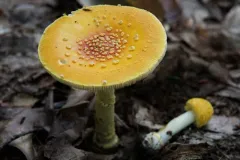 Frost's Amanita thumbnail 3