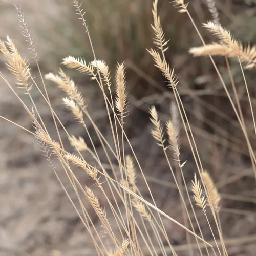 Crested Wheatgrass