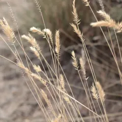 Crested Wheatgrass thumbnail 1