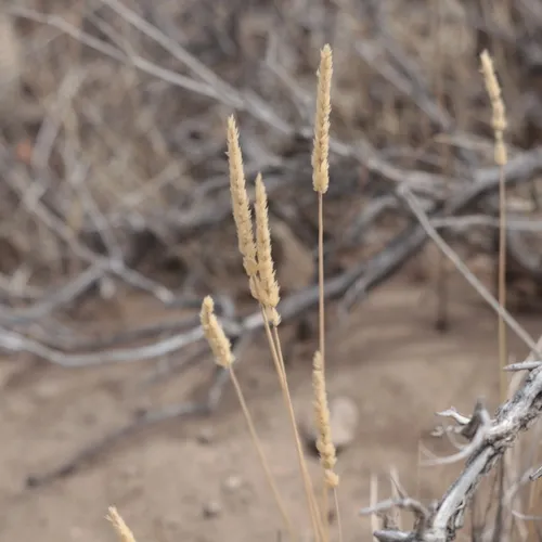 Prairie Junegrass