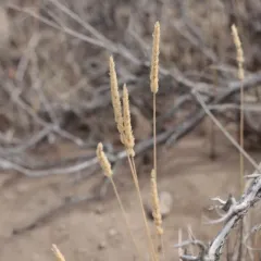 Prairie Junegrass thumbnail 1