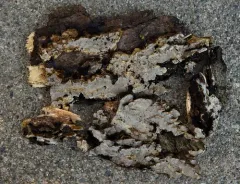 Inonotus glomeratus thumbnail 2