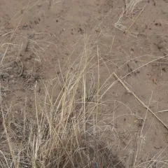 Sand Ricegrass thumbnail 2