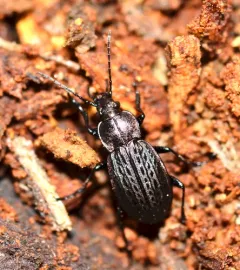 Meander Ground Beetle thumbnail 2