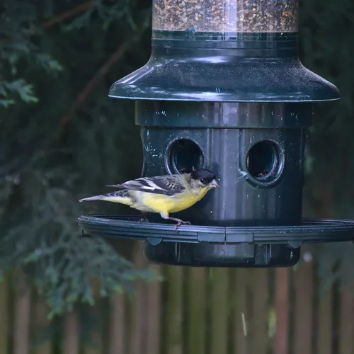 Lesser Goldfinch